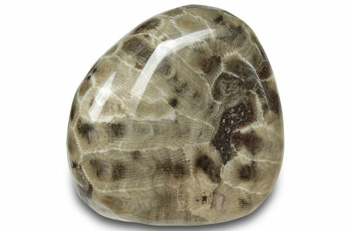Polished Petoskey Stone (Fossil Coral) - Michigan #322968